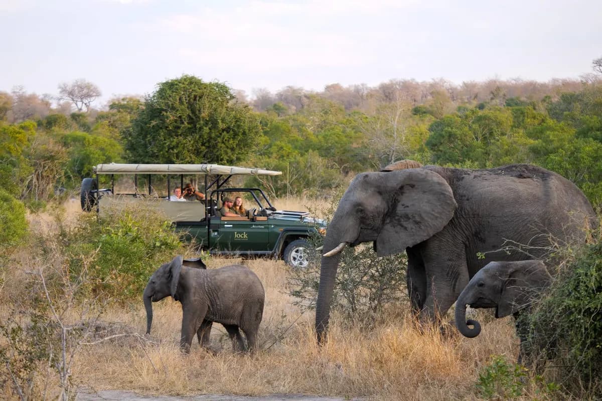 Alvorada no safári (game drive privativo)