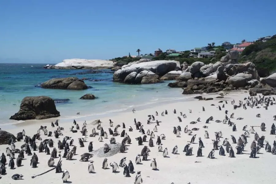 Cape Point e pinguins com motorista privativo