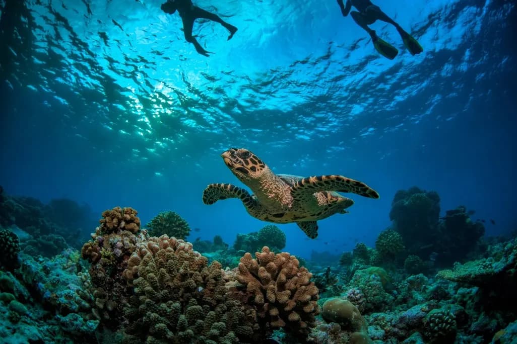 Snorkel com tartarugas e peixes